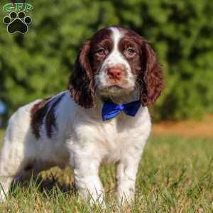 Ronnie, English Springer Spaniel Puppy